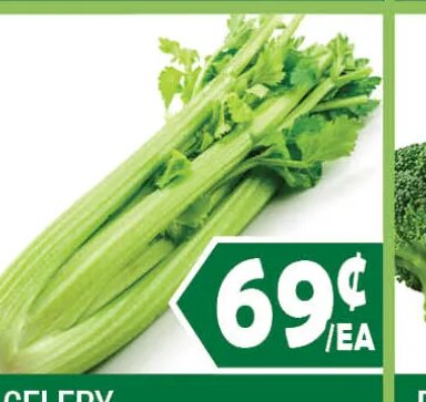 CELERY
