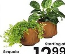 Sequoia Ceramic Foliage