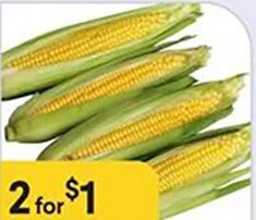 Fresh Corn at Bashas'