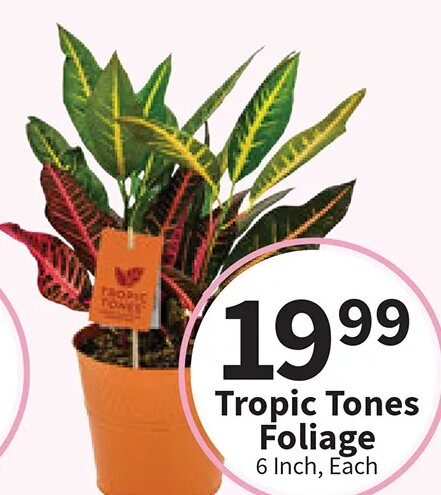 Tropic Tones Foliage
