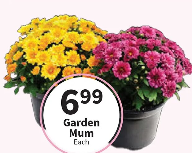 Garden Mum