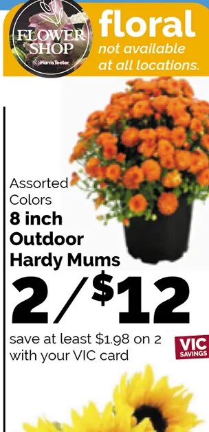 Outdoor Hardy Mums