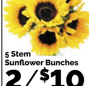 Sunflower Bunches