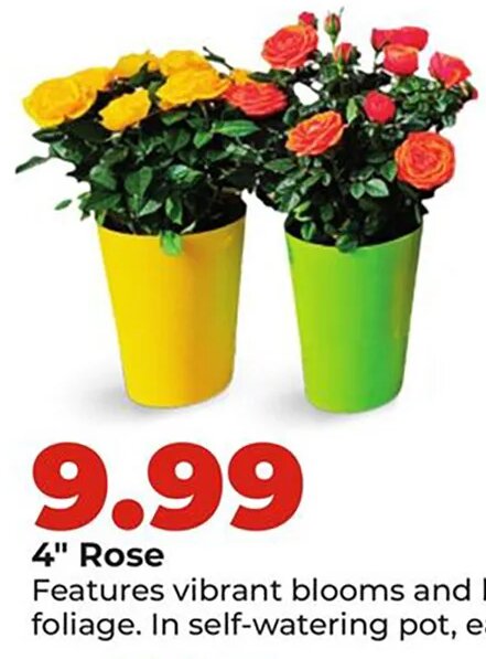 4" Rose