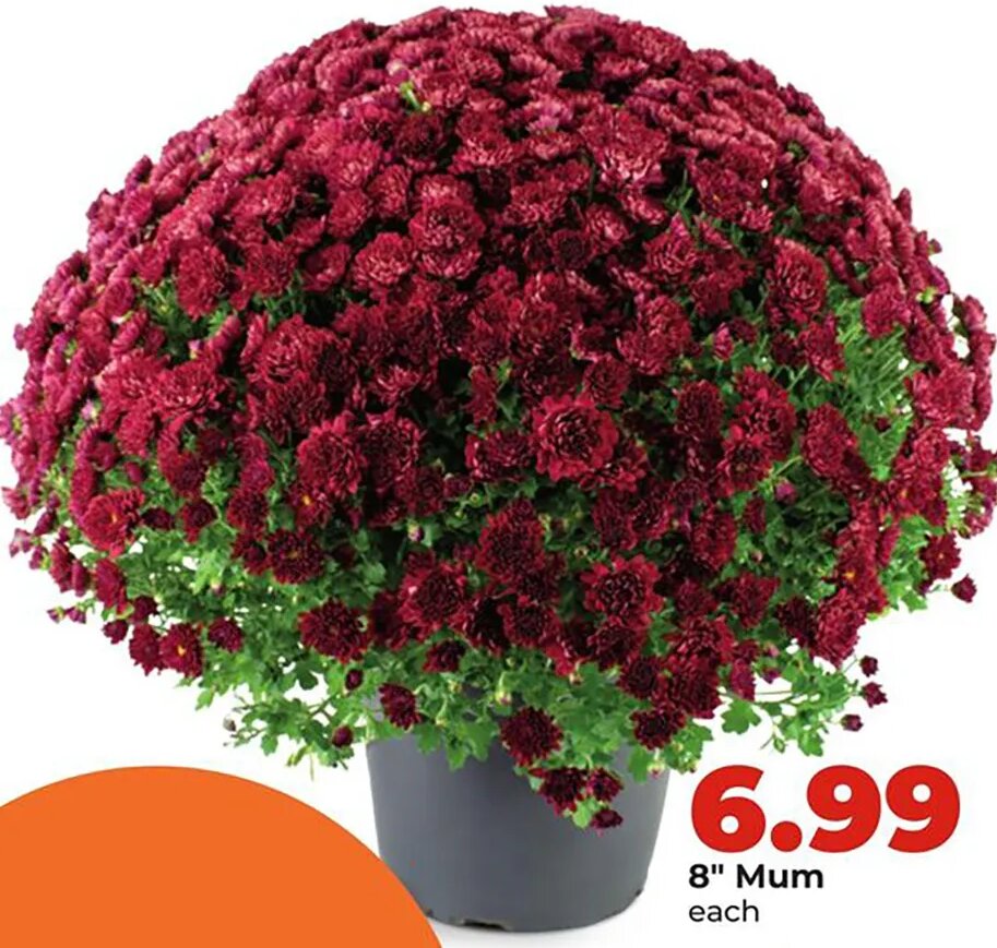 8" Mum