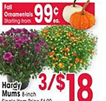 Hardy Mums