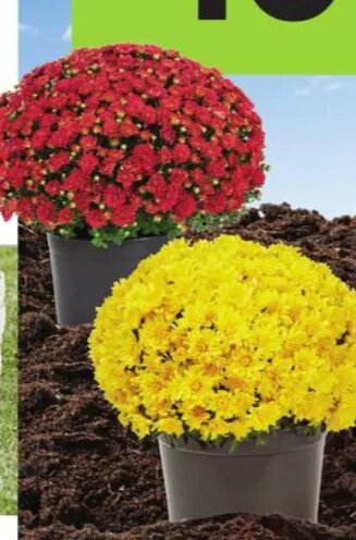 2.5-Quart Mums