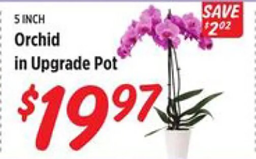 Orchid in Upgrade Pot