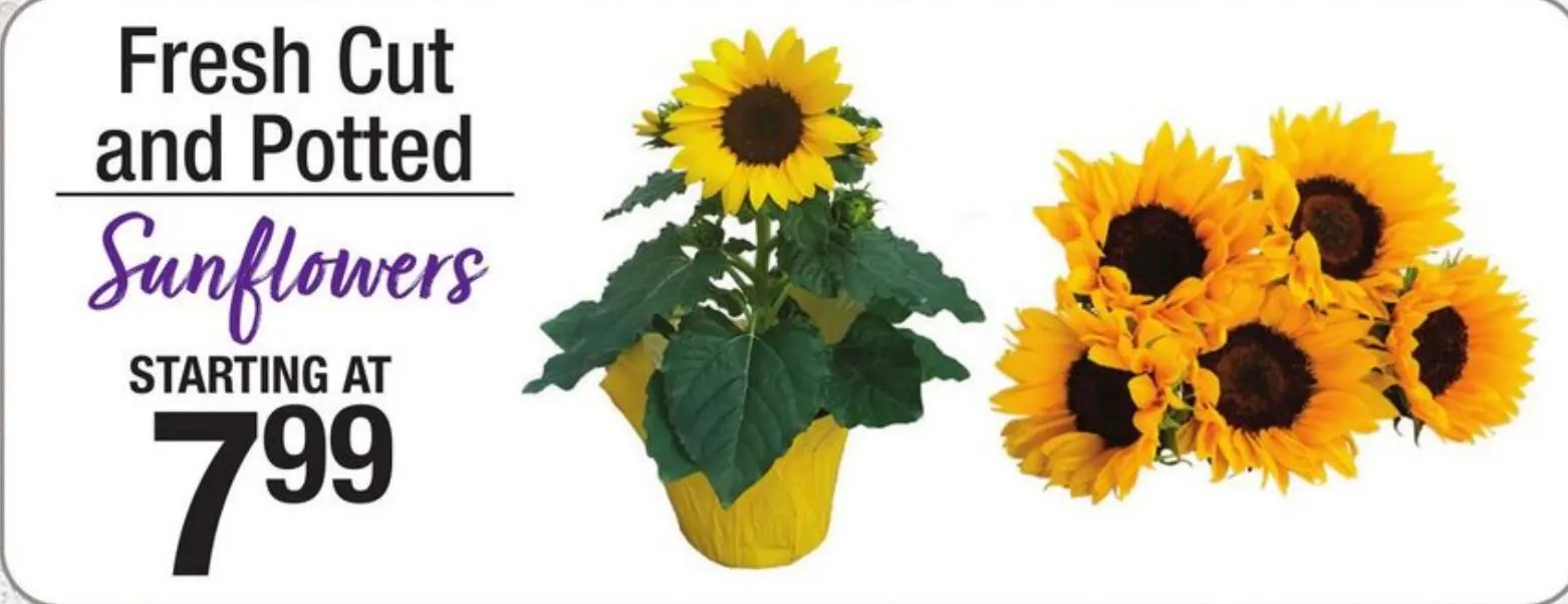 Fresh Cut and Potted Sunflowers