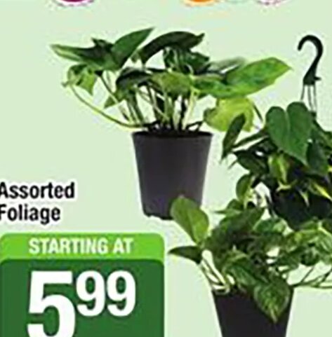 Assorted Foliage