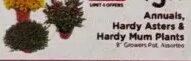Annuals, Hardy Asters & Hardy Mum Plants
