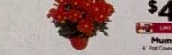 Mum Plant