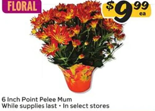 6 Inch Point Pelee Mum